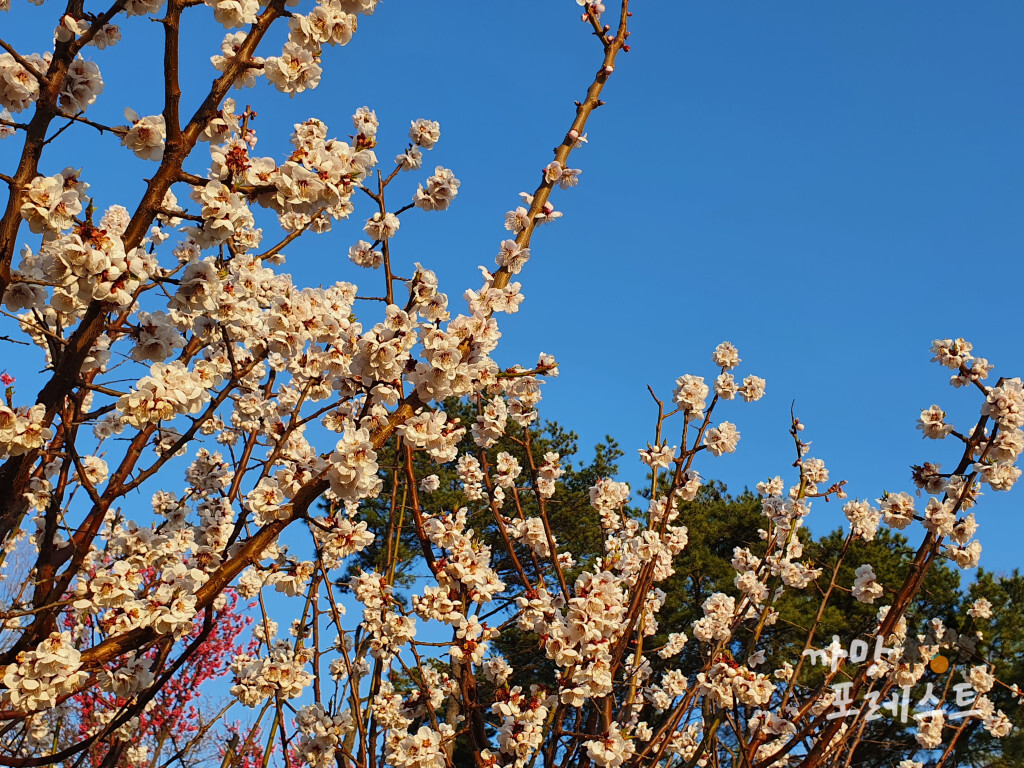 에버랜드 하늘정원길