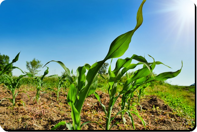 농지연금 수령액 계산