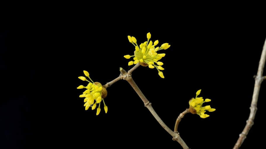 구례 산수유꽃축제