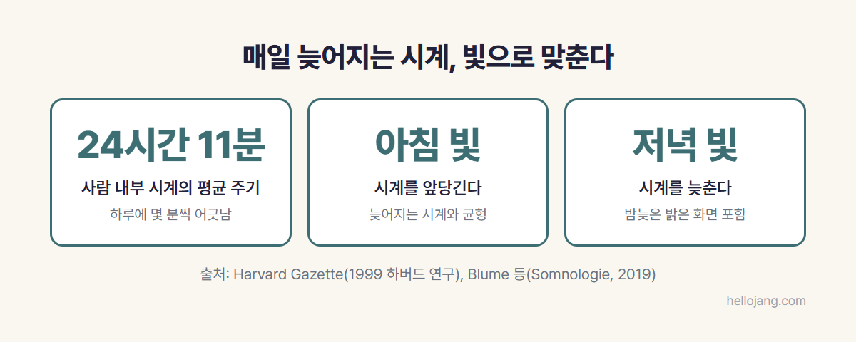 사람의 내부 시계 주기는 평균 24시간 11분이고, 아침 빛은 시계를 앞당기며 저녁 빛은 늦춘다는 위상 반응 원리를 정리한 카드 그림