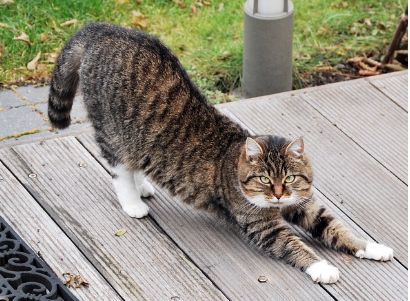 고양이 스트레칭