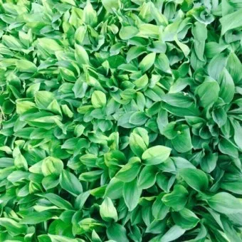 사철나물 재배 상자 텃밭 초보 가능 물 관리_33