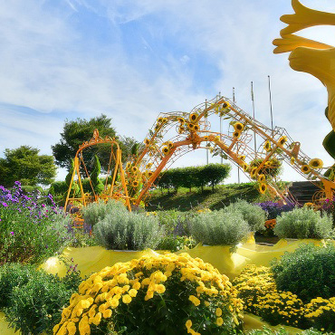 장성 황룡강 꽃길 축제