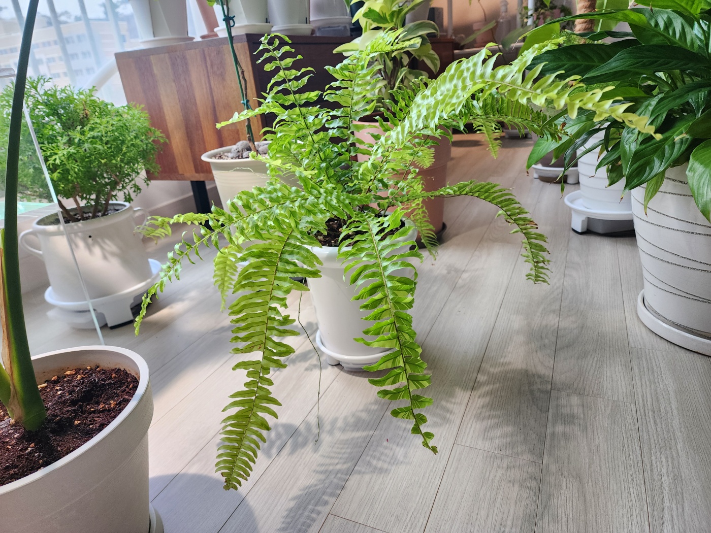 새화분으로 이사완료한 무늬보스턴고사리