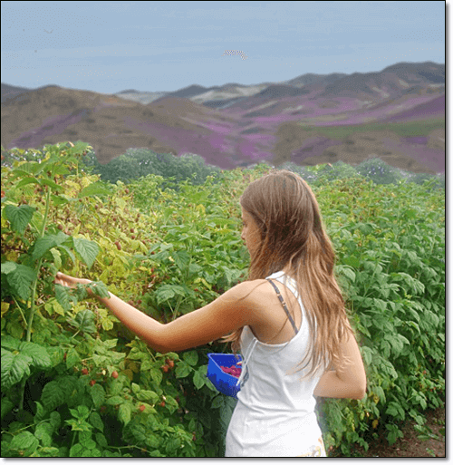 라즈베리 따는 소녀