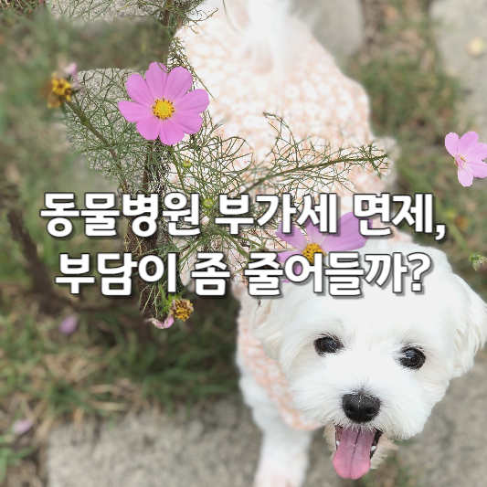 동물병원 부가세 면제, 부담이 좀 줄어들까