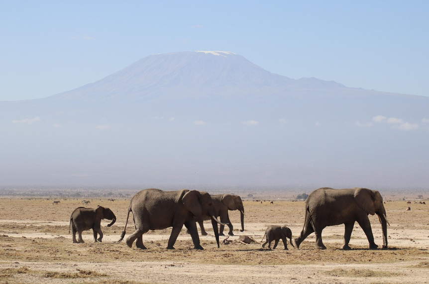 킬리만자로와 코끼리 사진