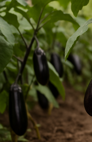 가지볶음 황금레시피