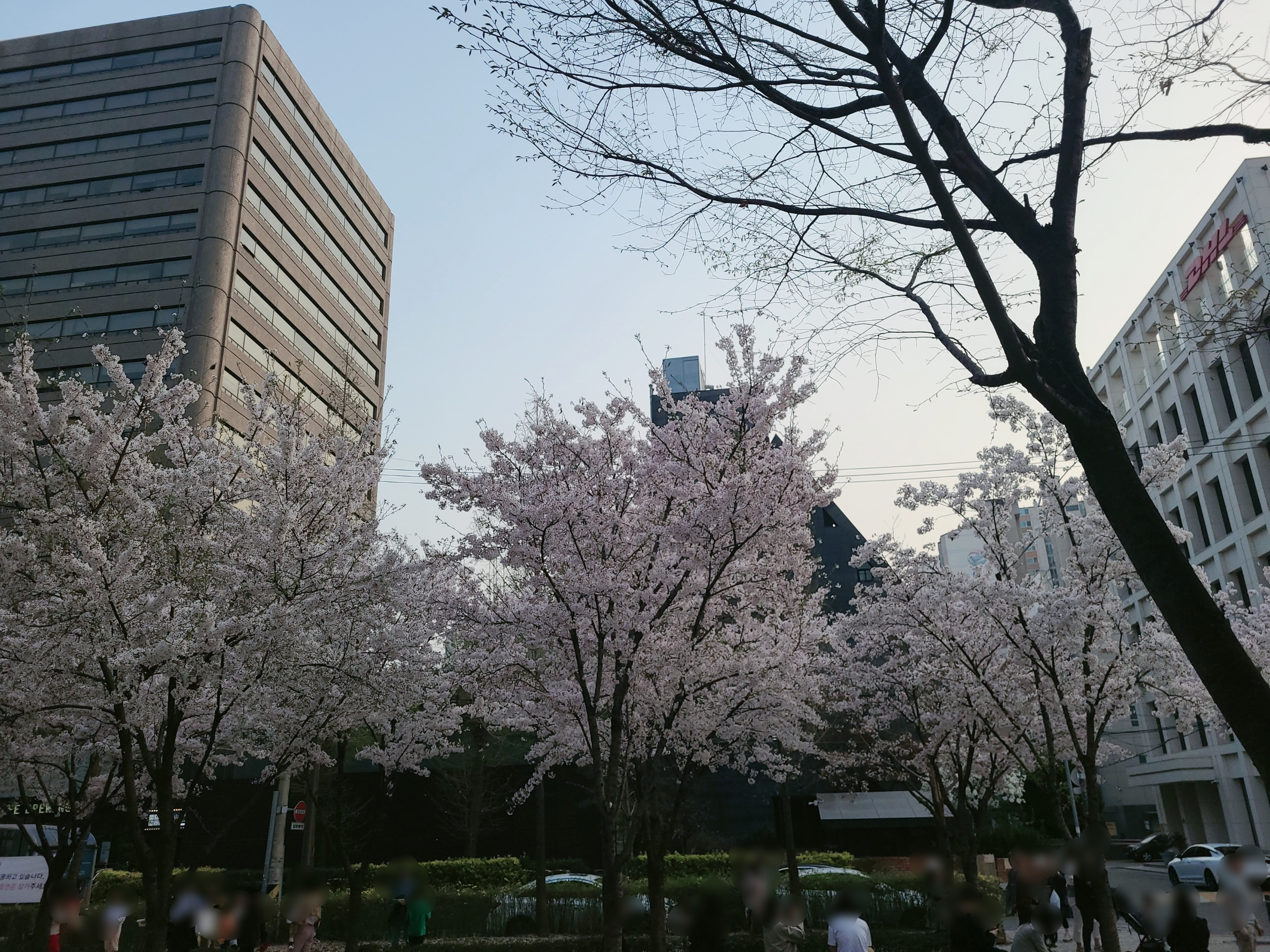 경의선 숲길 벚꽃 마포 공덕역 벚꽃플레이스 공덕역