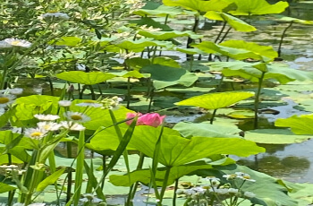 세미원 연꽃축제 연꽃문화제_9