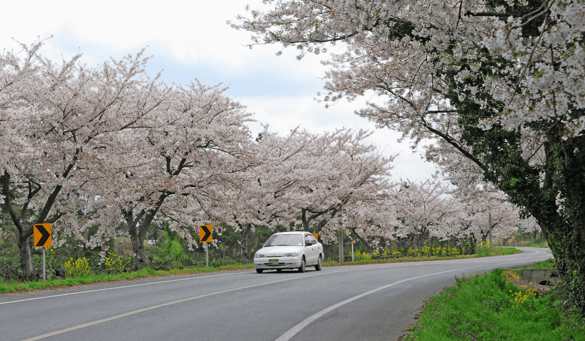 제주도_렌트카_저렴한곳_11
