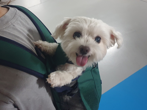 강동구 &amp;#39;우리동네 펫위탁소&amp;#39; 운영 내용 &amp; 신청 방법! [반려견 반려묘 돌봄 둔촌 상일쓰담쓰담 동물병원]