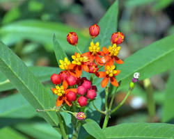 아스클레피아스(금관화) 이미지 사진