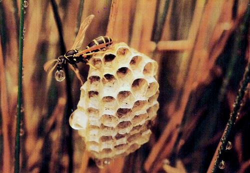프로폴리스 효능