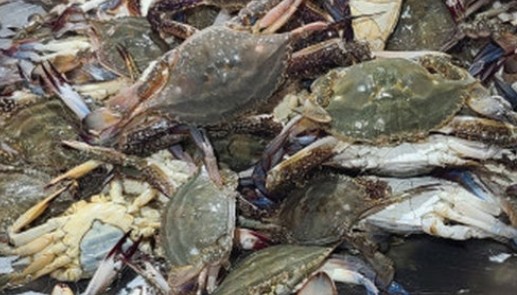 신선함을 오래 유지하는 꽃게 보관방법 (냉장&middot;냉동&middot;보관온도 완벽정리)