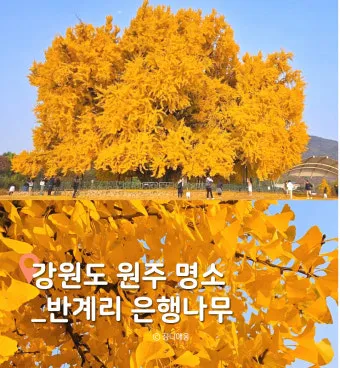 원주 가볼만한곳 추천 맛집 카페 여름 최신_10
