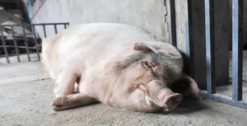 돼지꿈 꿈해몽 태몽 길몽 길운 10가지 정리.첫번째