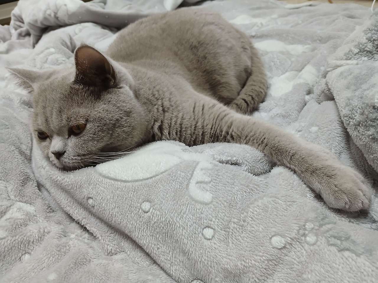 포근한 이불 위에 누운 고양이 누니