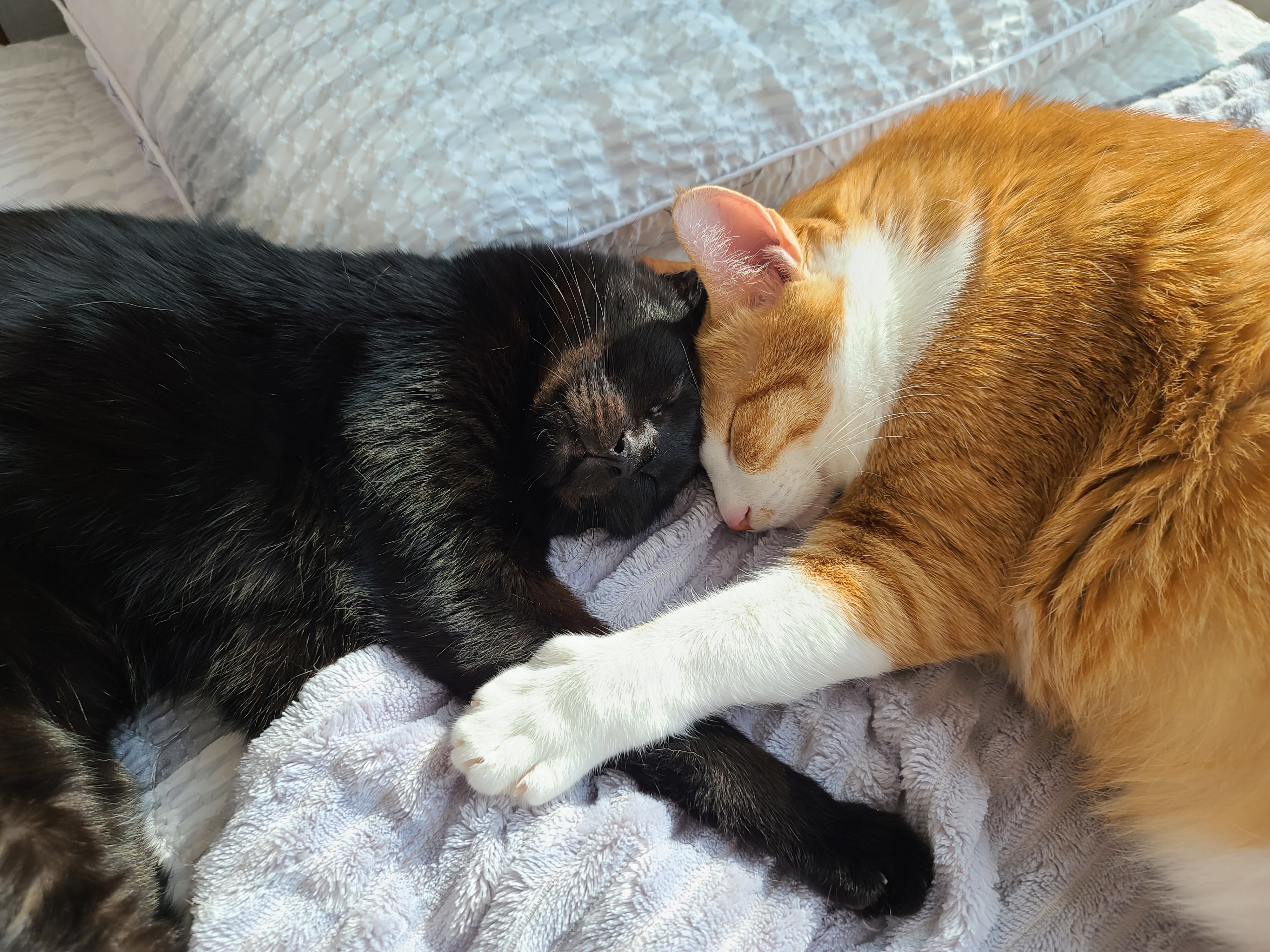 내가 개인적으로 좋아하는 우리집고양이들 사진과 영상.