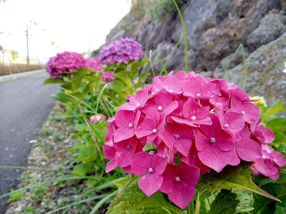 수근수근 거리는 수국