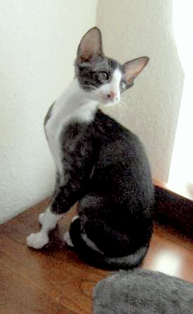 오리엔탈 바이컬러 Oriental bicolor