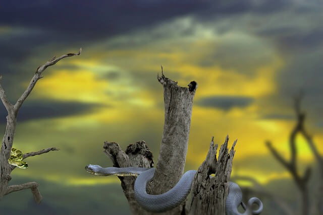 뱀이다~뱀꿈해몽,뱀나오는꿈,안좋은꿈?대박꿈?로또?