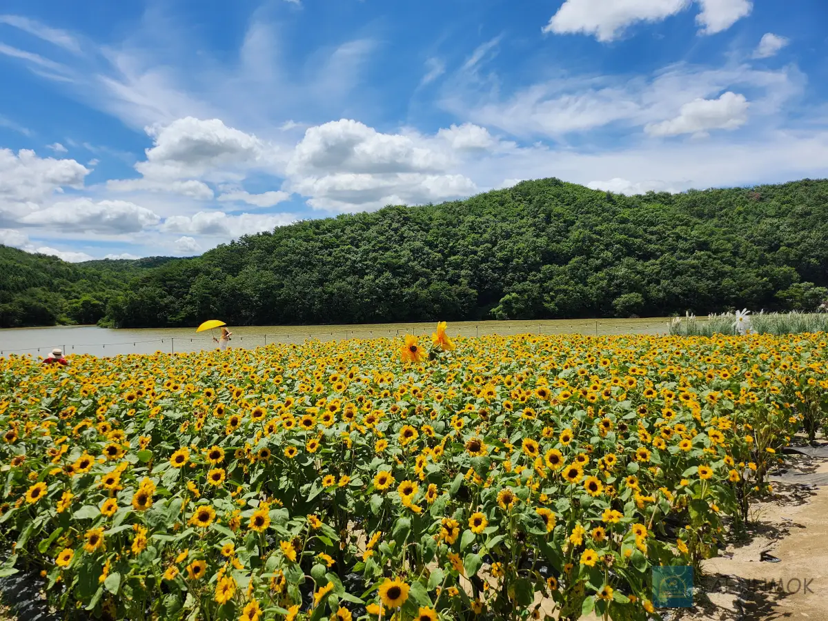 경주-불국사-해바라기-카페-바실라-해바라기-정원