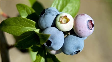 나무에 달린 블루베리