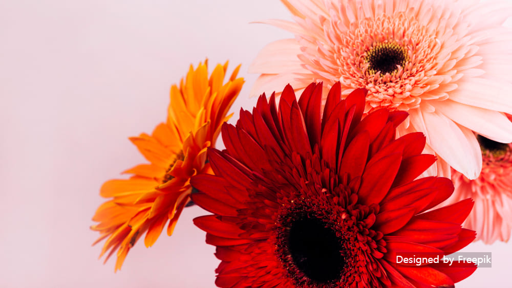 거베라 개화시기