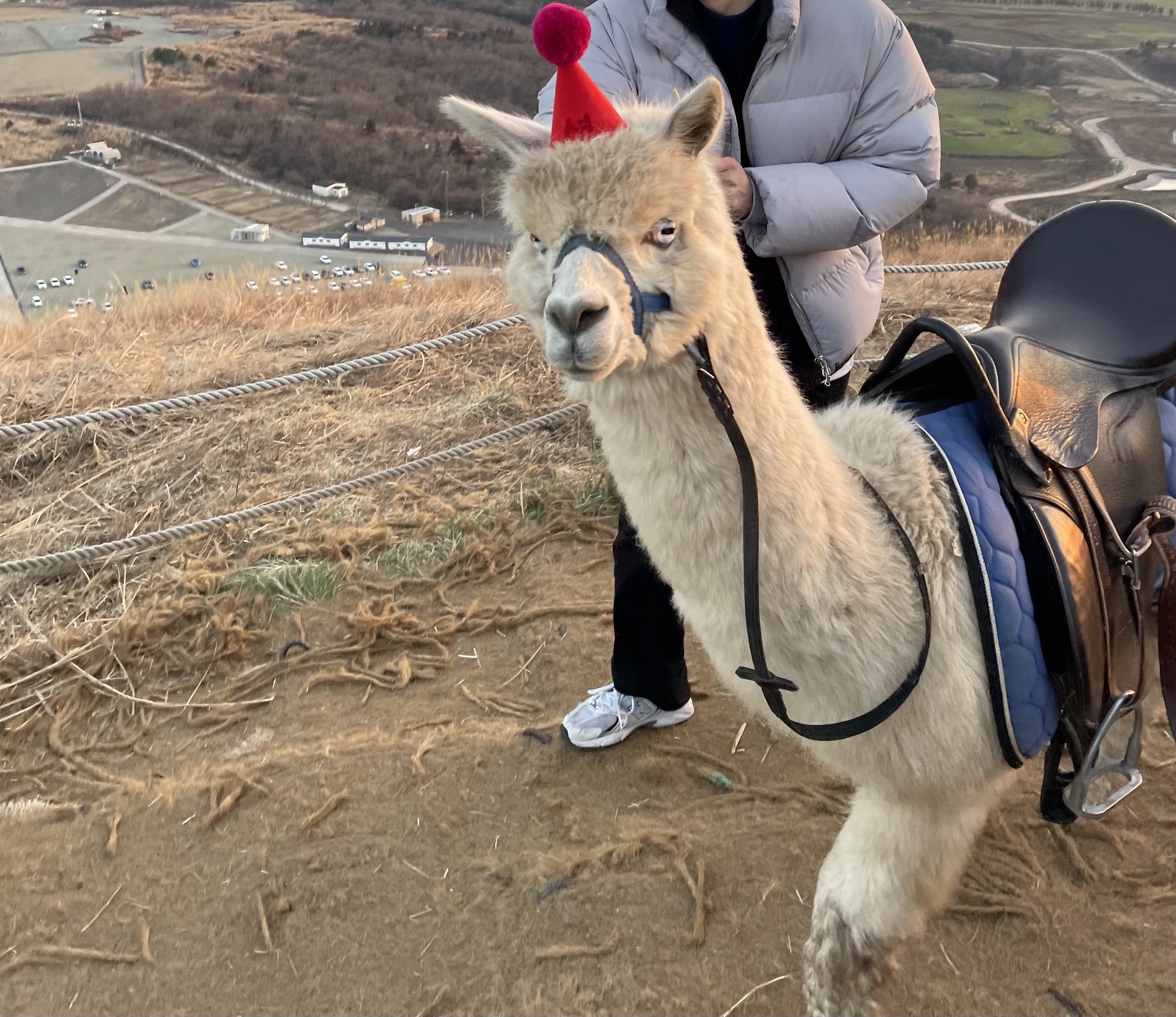 새별오름알파카 