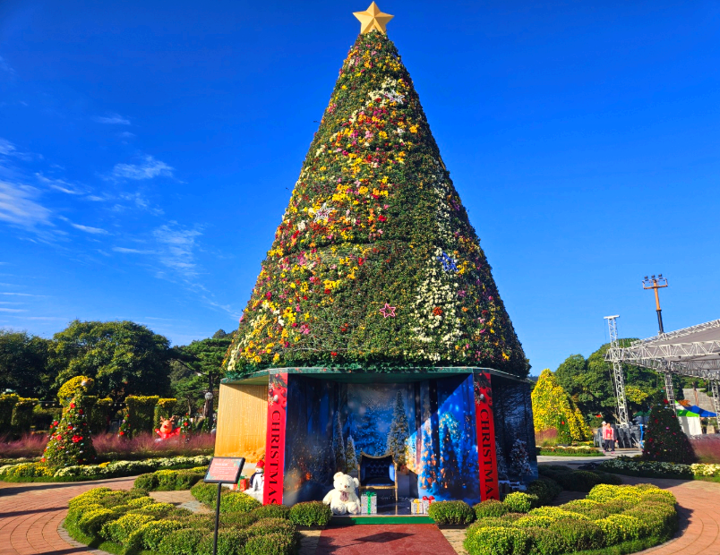 크리스마스트리 국화