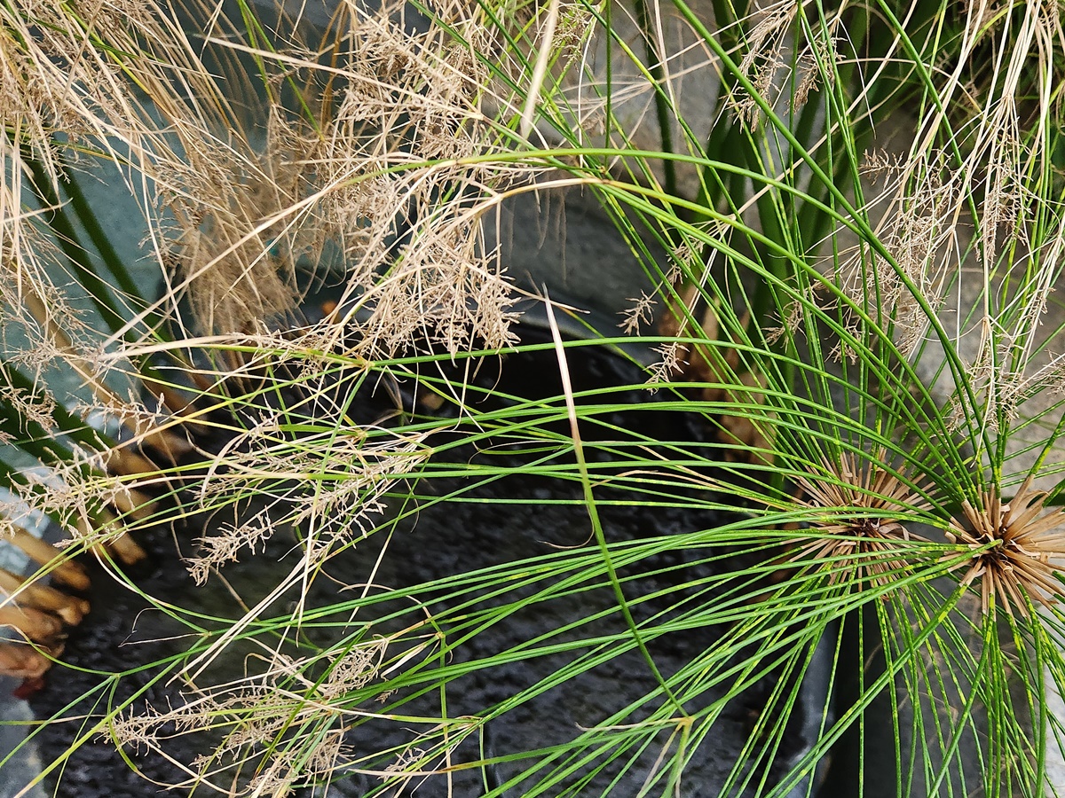 파피루스 Papyrus