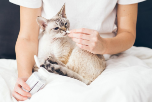 약을 먹이는 고양이