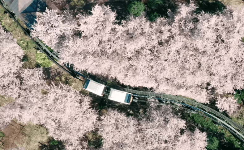 곤지암 화담숲 벚꽃