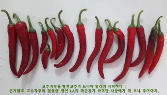새어나오다 세어나오다 맞춤법 뜻 유래_18