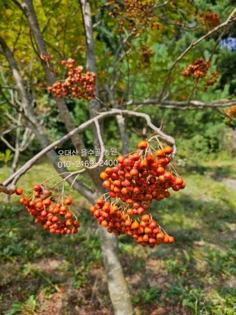 마가목 열매 효능 먹는 법 부작용 포함 10가지 정리_21