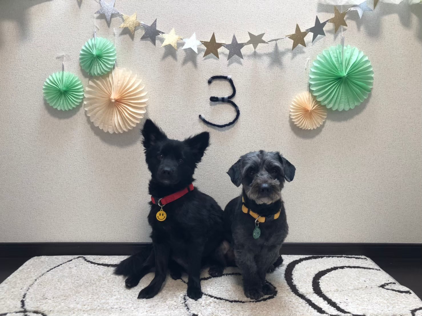 강아지 생일축하