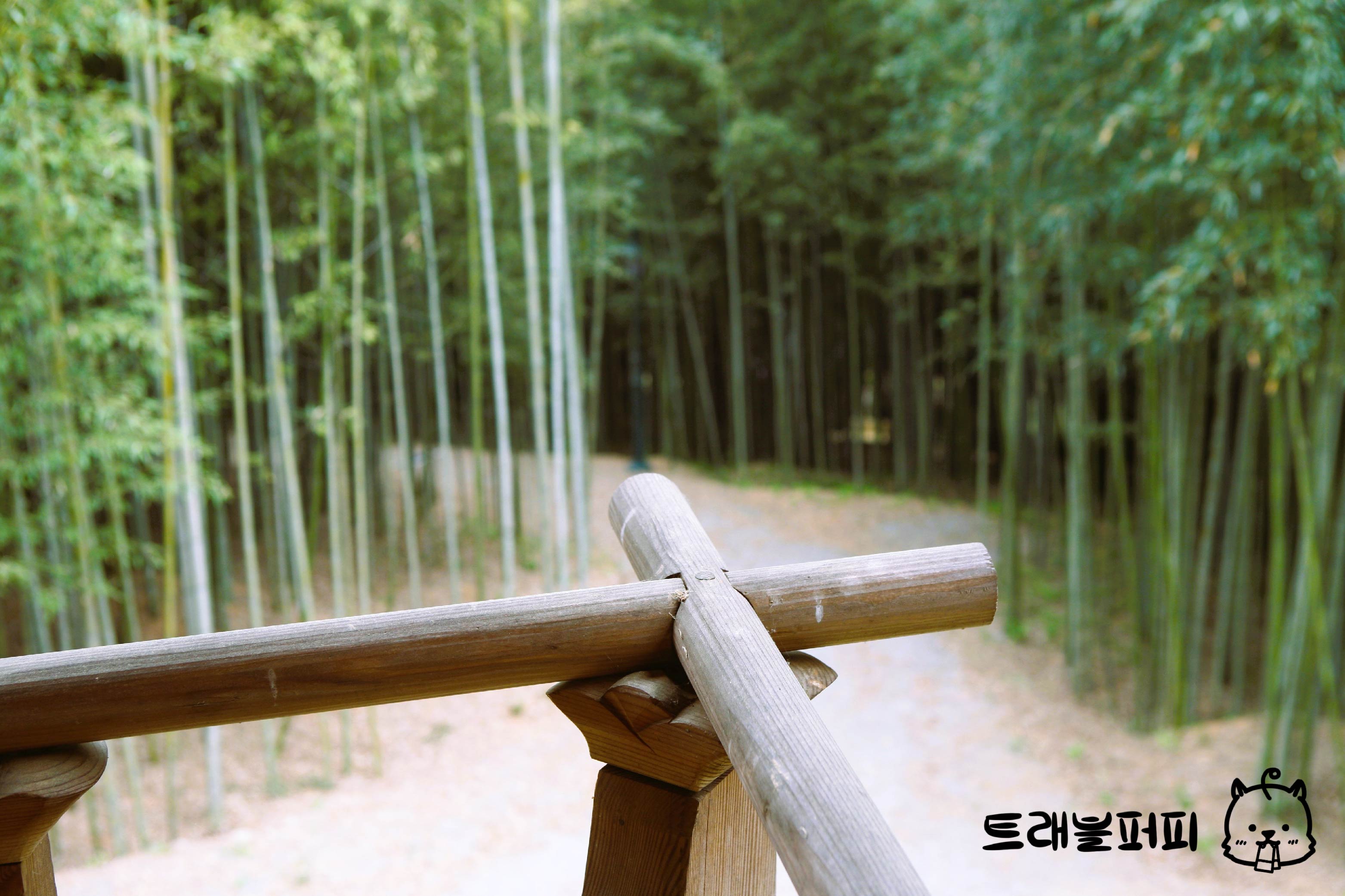 사군자 정원 대나무 숲 사진2.