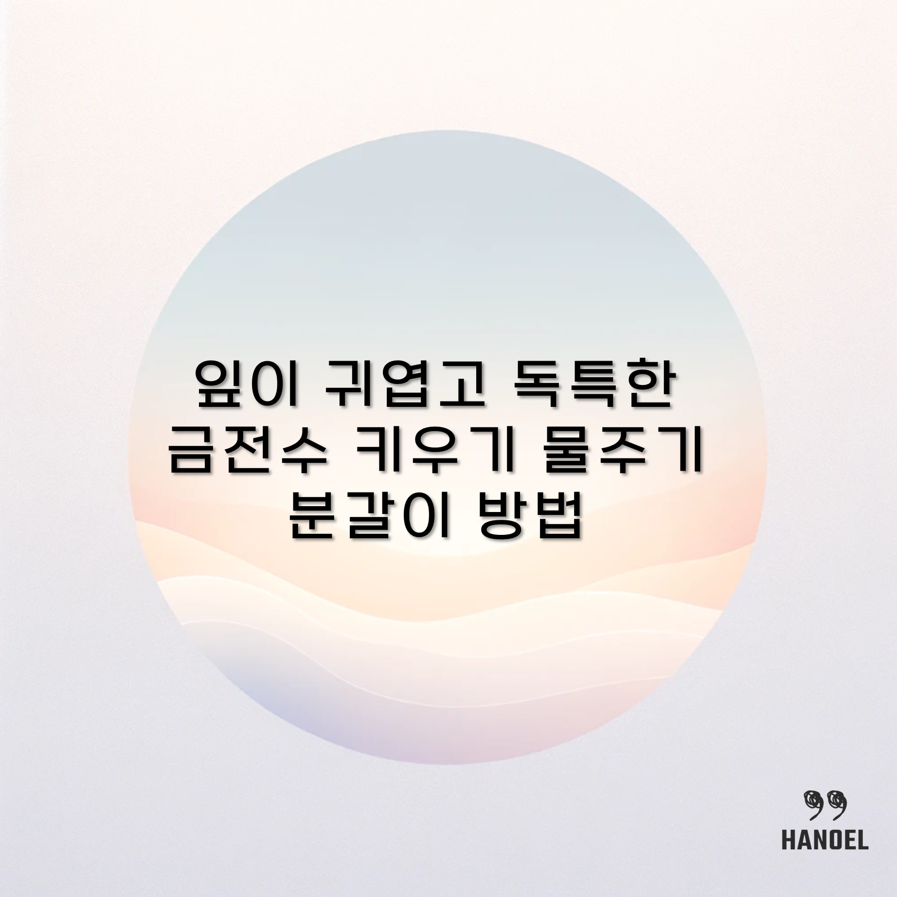 잎이 귀엽고 독특한 금전수 키우기 물주기 분갈이 방법