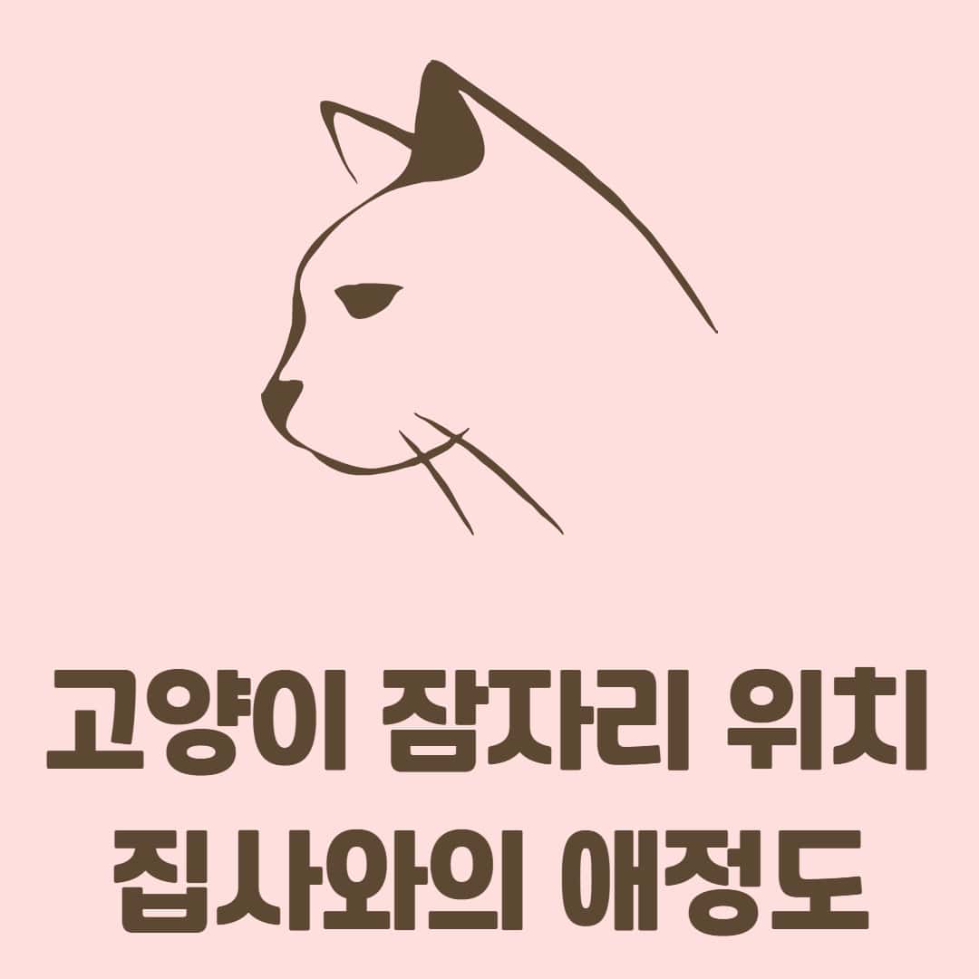 고양이 잠자는 위치로 알아보는 집사와의 애정도