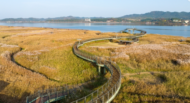 신성리 갈대밭