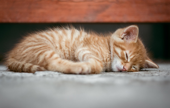 잠이 부족하면 뇌는 스스로를 먹어치운다? 수면 부채와 뇌 정화 시스템(Glymphatic)의 진실