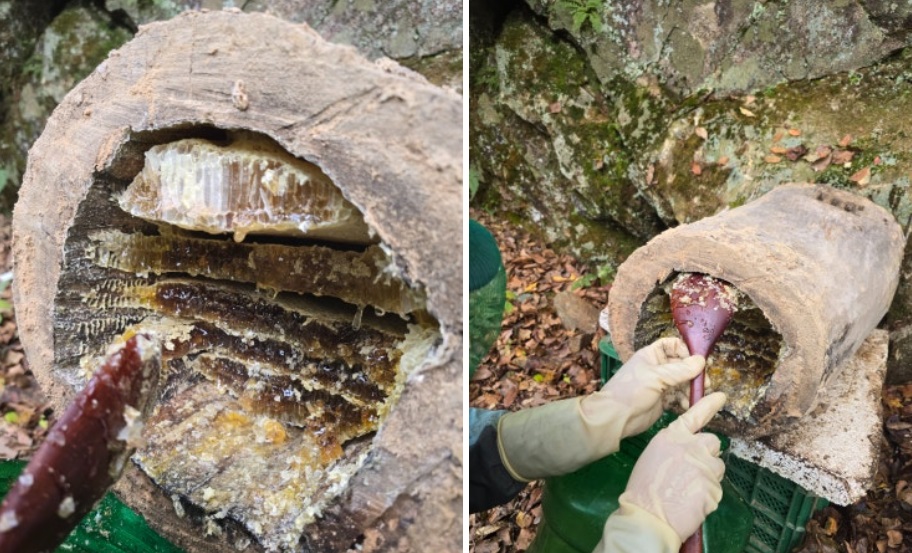 한국기행-토종꿀-강원도-삼척-