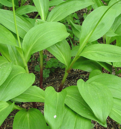 명이나물 효능 부작용 고르는법 영양성분 먹는법