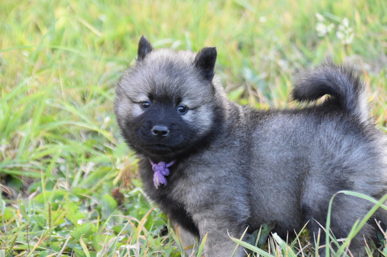 베란다/창밖을 구경하는 강아지: 단순한 구경인가, 영역 침범에 대한 경계인가?
