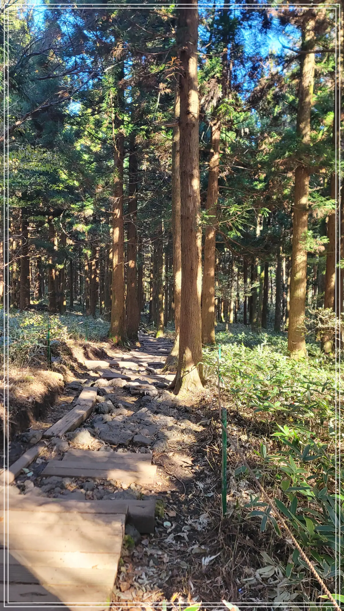 삼나무 숲
