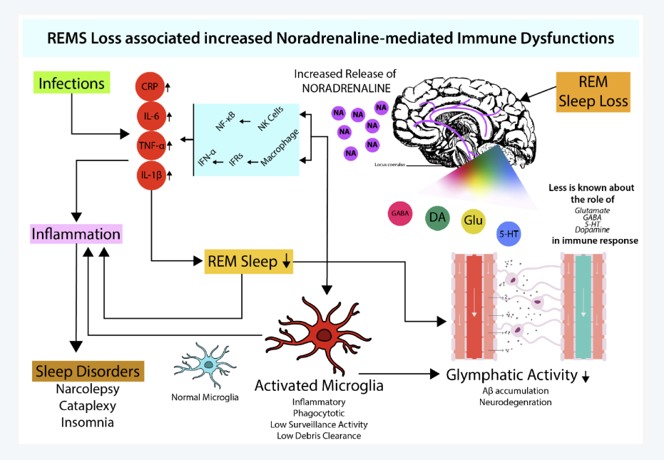 수면, 면역 체계