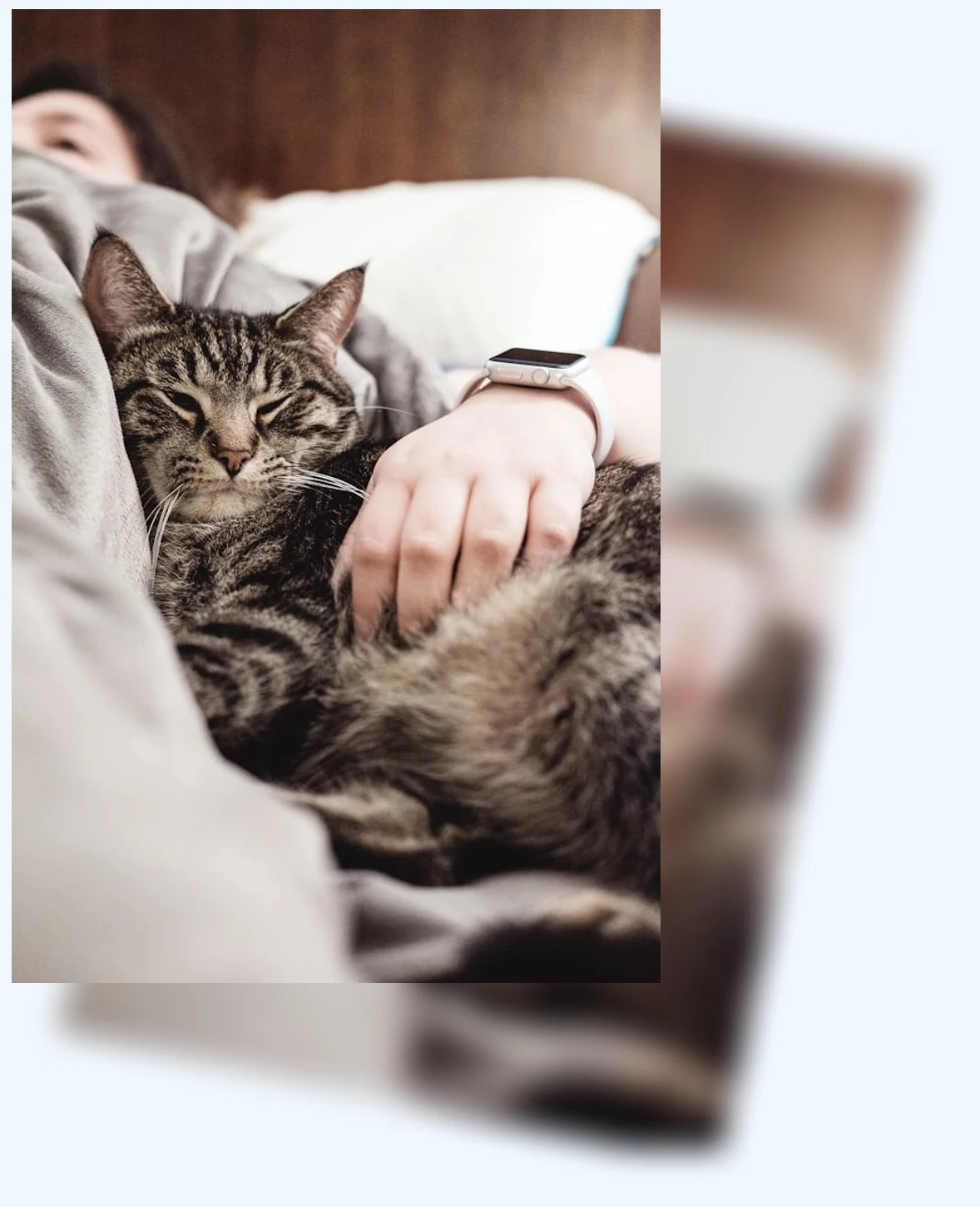 고양이 안전_1_subsection