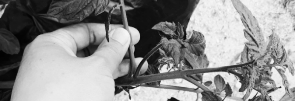 방울토마토 순자르기