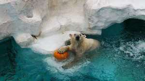 도쿄 여행 추천 우에노 동물원 